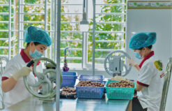 Máy tách hạt mắc ca chất lượng
