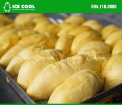 Sầu riêng được cấp đông nhanh trong máy cấp đông ICECOOL