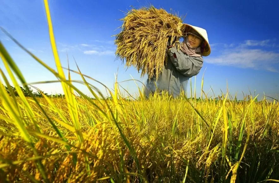 Hộ gia đình, nông dân chế biến lúa gạo