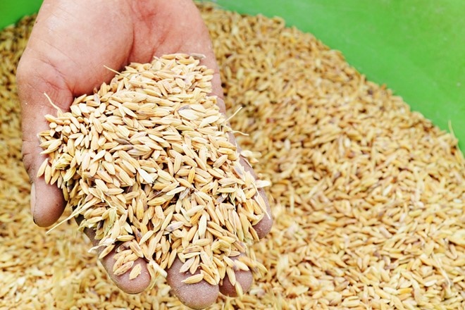 Lúa sau khi sàng lọc bằng máy sàng lúa hiệu quả